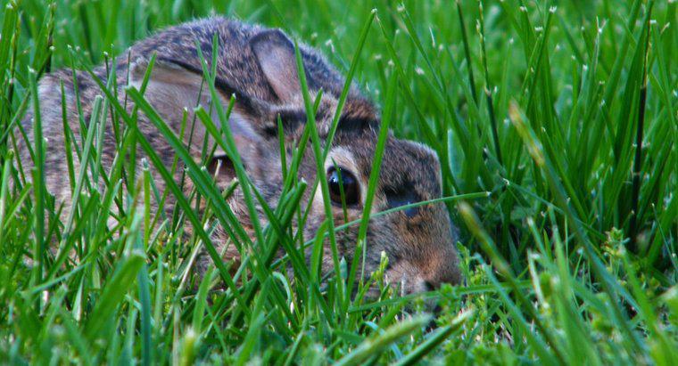 Dlaczego Rabbits Dig Holes w trawnikach i ogrodach?