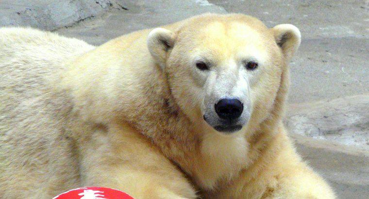 Jaka jest średnia waga dorosłego niedźwiedzia polarnego?