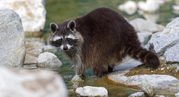 Czy Raccoons Swim?