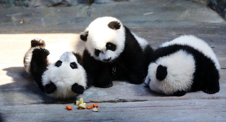 Jakie są fakty na temat pand, których większość ludzi nie wie?