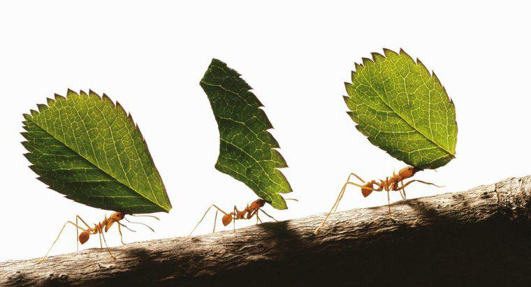 Jak silne są mrówki?