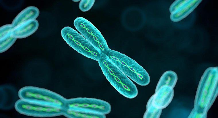 Jaki jest cel chromosomów?