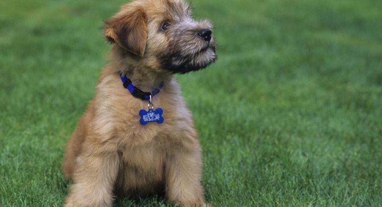 Jak wyglądają szczenięta Mini Wheaten Terrier?