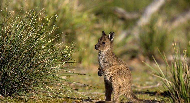 Jak nazywa się kangur dziecięcy?