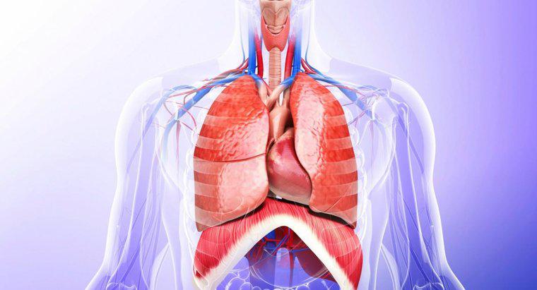 Jakie Essential Organs są w jamie klatki piersiowej?