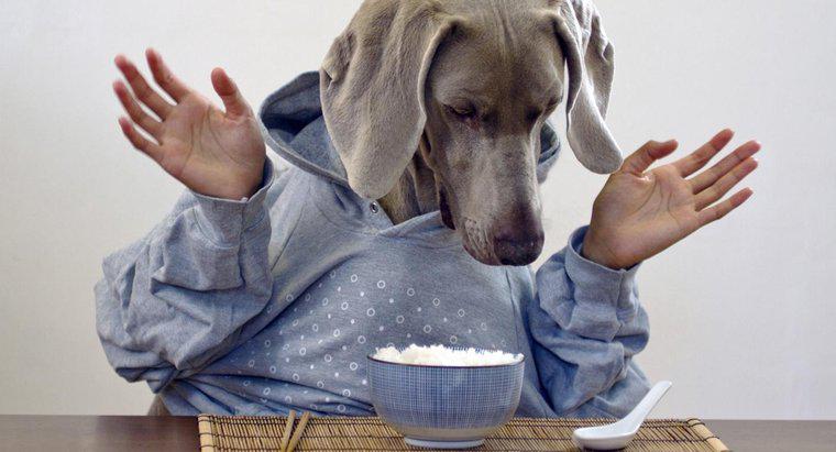 Czy mogę karmić mojego psa białym ryżem?