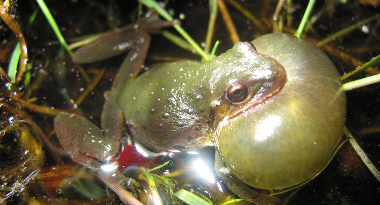 Dlaczego żaby chrząkają po deszczu?