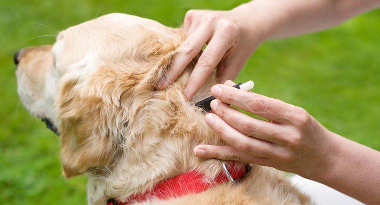 Jakie są skuteczne terapie dla psów zarażonych kleszczami?