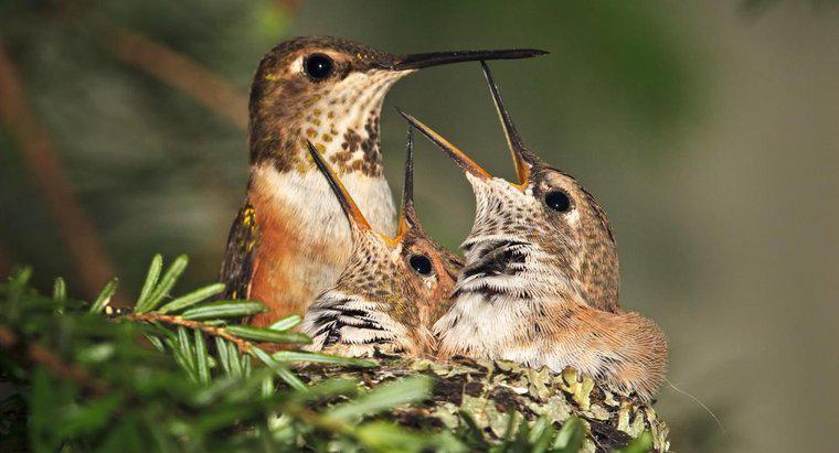 Jak długo żyją kolibry?