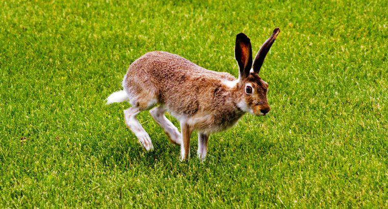 Jak mam trzymać króliki poza moim trawnikiem?