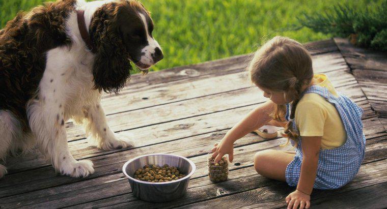 Jakie są najzdrowsze marki karmy dla psów?