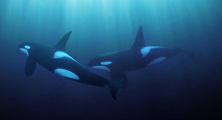 Jak daleko wieloryb może słyszeć pod wodą?