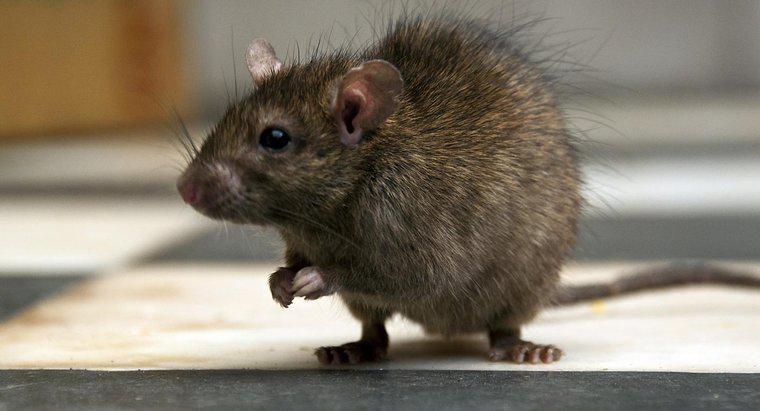 Jaki jest najlepszy sposób na zabicie szczura?