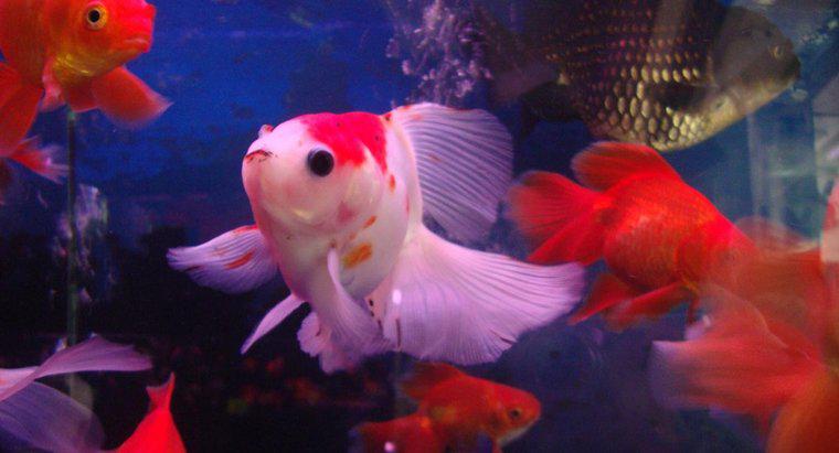 Czy złota rybka potrzebuje pompy powietrza?