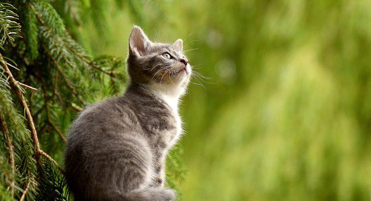 Jak długo koty żyją przeciętnie?