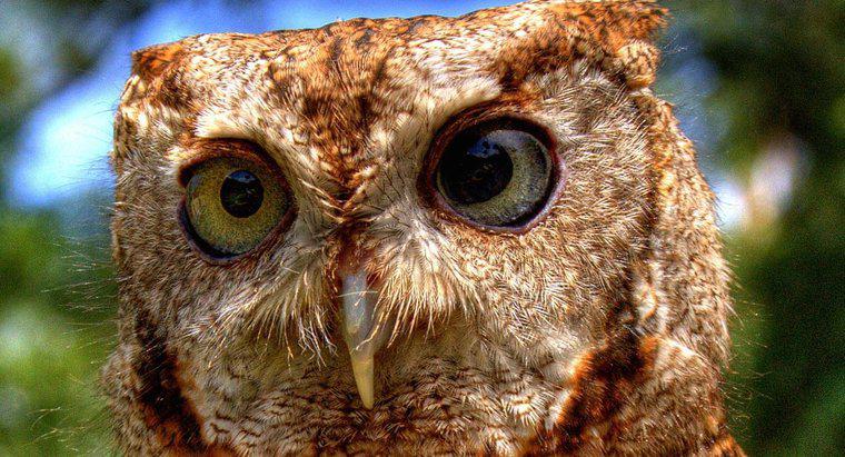 Czy Owl to Omnivore, czy roślinożerca czy mięsożerca?