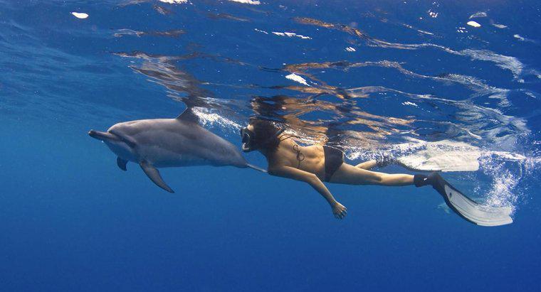 Jak poruszają się delfiny?