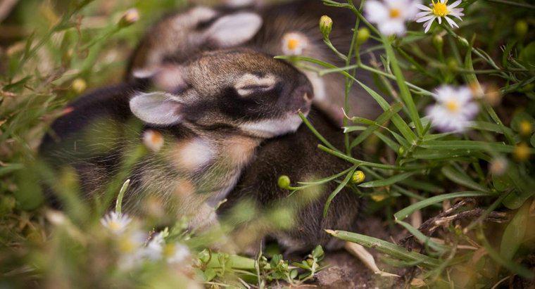 Jak długo króliki trzymają się w gnieździe?
