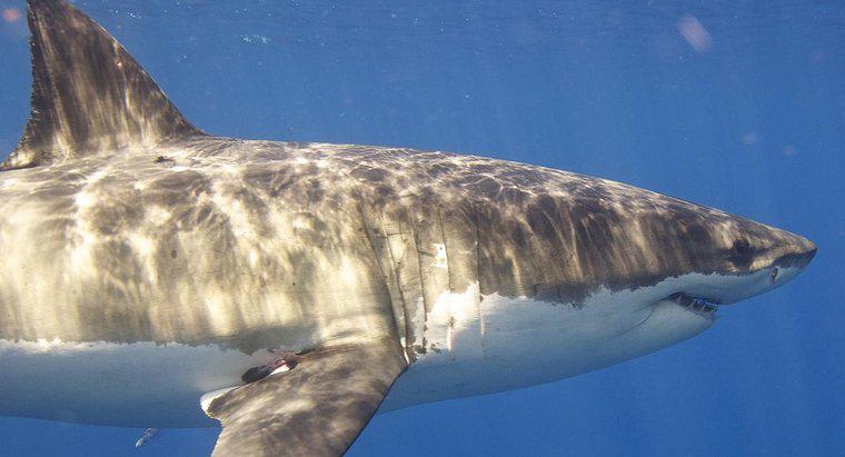 Jak długo trwa wielki biały rekin na żywo?