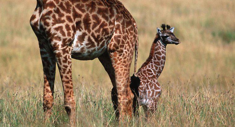 Jakie są nazwy niemowląt żyraf?