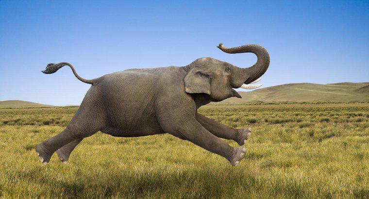 Jak szybko może biegać słoń?