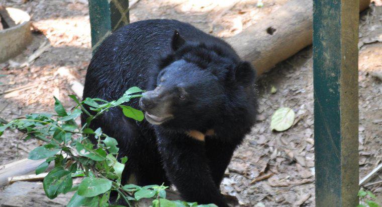Jak długo żyje czarny niedźwiedź?