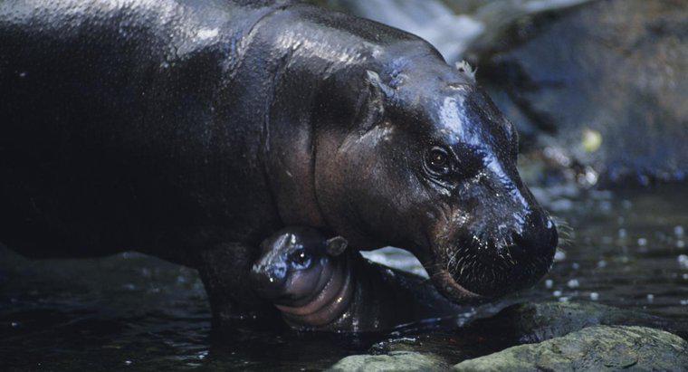 Jakie są adaptacje hipopotama karłowatego?
