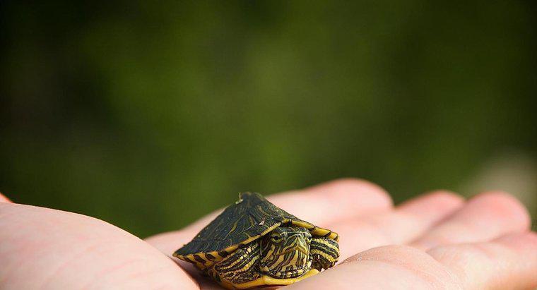Jaki jest najmniejszy rodzaj żółwia?