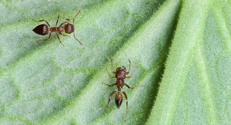 Czy Cornstarch Kill Ants?