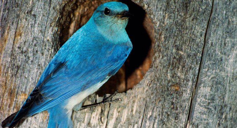 Co symbolizuje Bluebird?