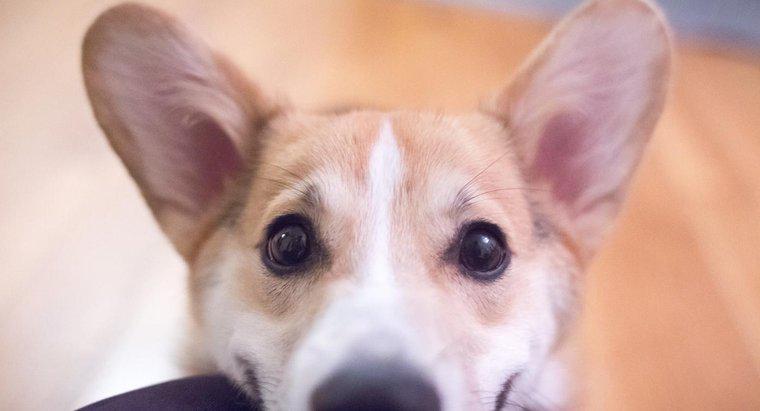 Jakie są typowe problemy z psimi uszami?