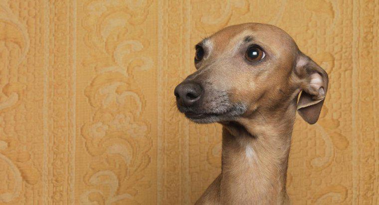 Dlaczego psy oddają swoje uszy?
