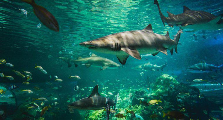 Jak rekiny dostosowują się do swojego środowiska?
