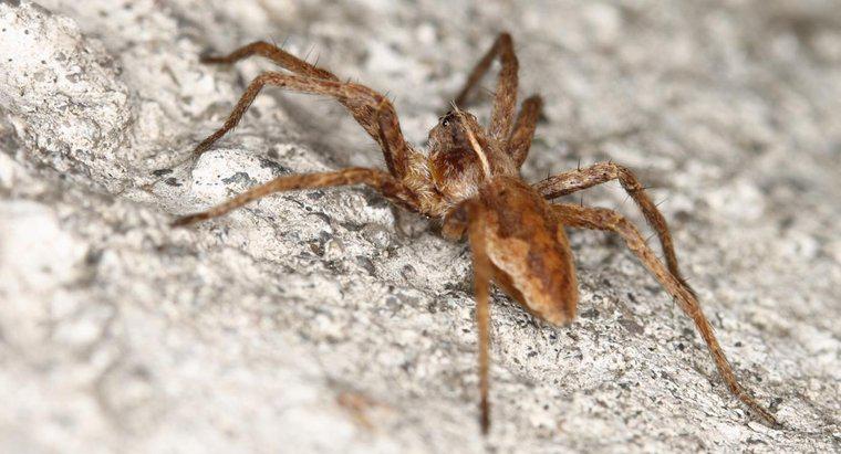 Gdzie można znaleźć zasoby i zdjęcia, aby zidentyfikować pająka z brązowego pustelnika?