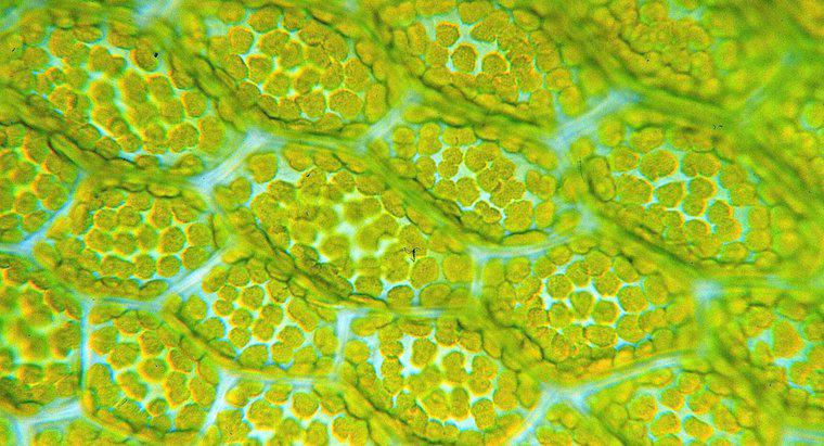 Jaka jest funkcja chloroplastów?