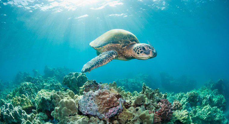 Co to jest żywotność żółwia morskiego?