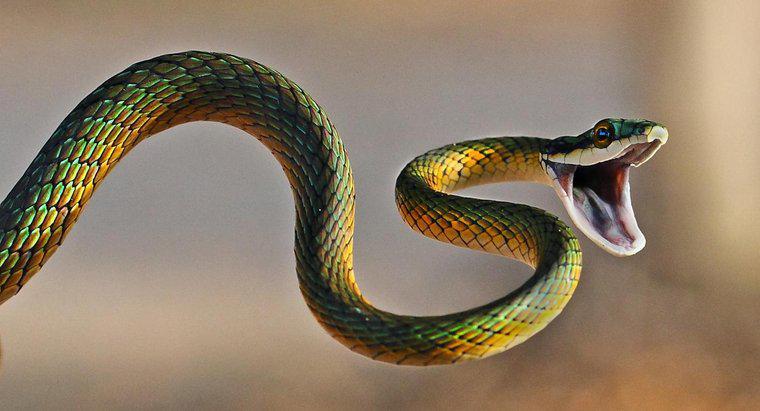 Co oznacza Snake Snake Dream?