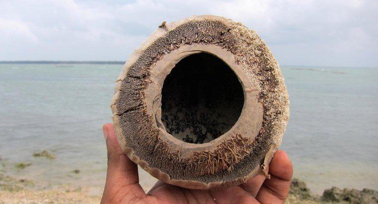 Co to jest włókno kokosowe?