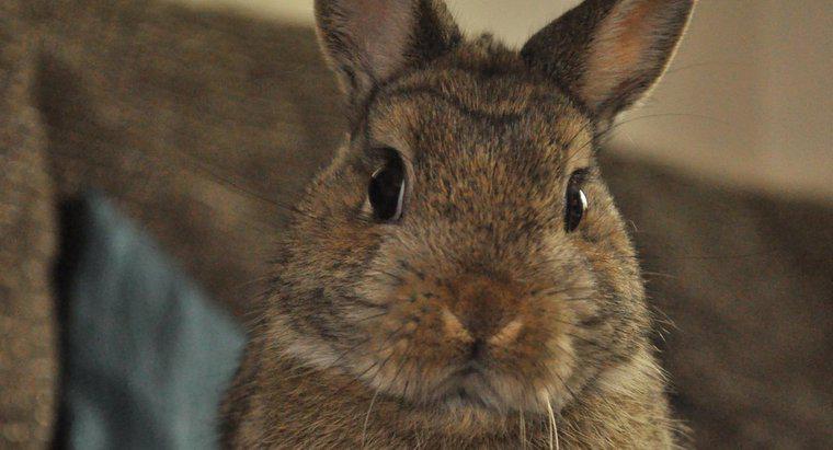 Co robią króliki karłowate Netherlandów?