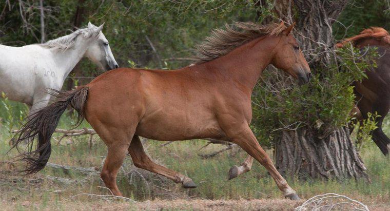 Co to jest siedlisko konia?