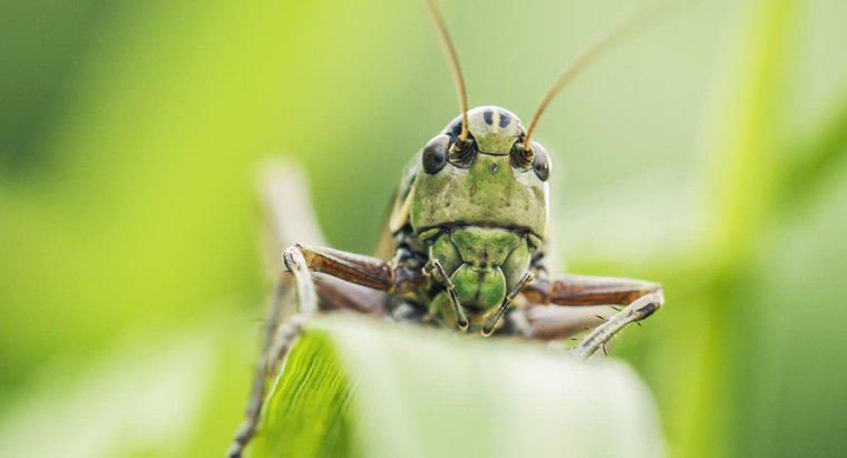 Jak Grasshoppers dostosowują się do swojego środowiska?