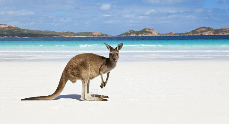 Jaka jest naukowa nazwa kangurów?