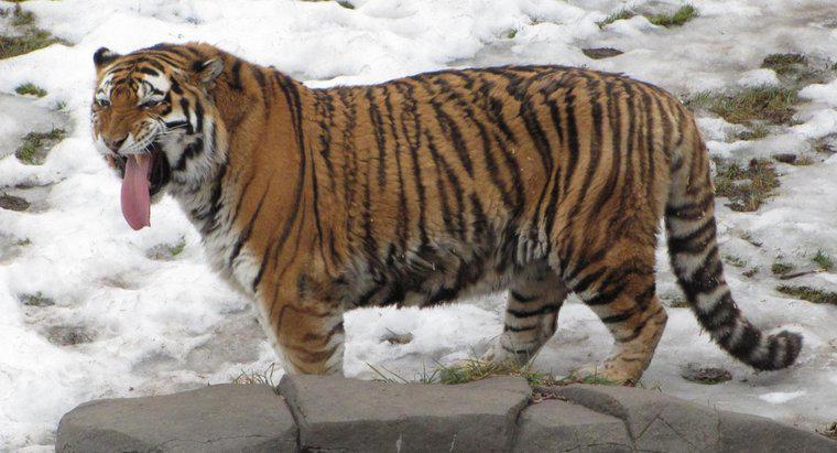 Jakie są podobieństwa i różnice między tygrysem syberyjskim a tygrysem bengalskim?