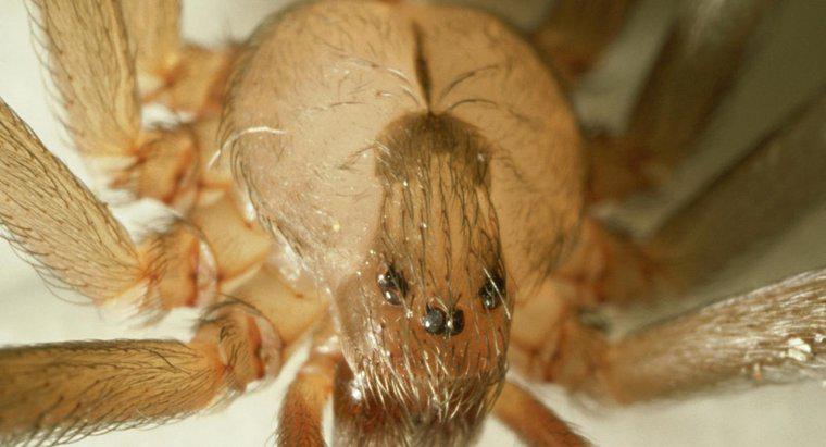 Jak rozpoznać spider Brown Recluse?