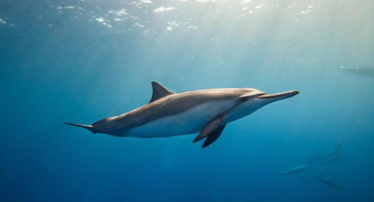 Czy sen delfiny z jednym okiem jest otwarty?