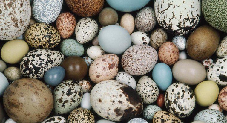 Jakie zwierzęta składają jaja?