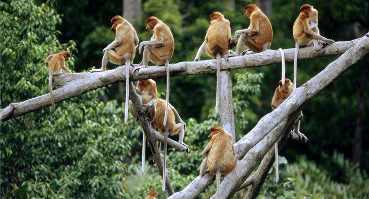 Jak nazywa się grupa małp?