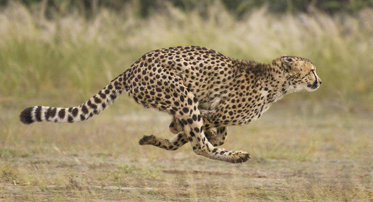 Jakie są rodzaje gepardów?