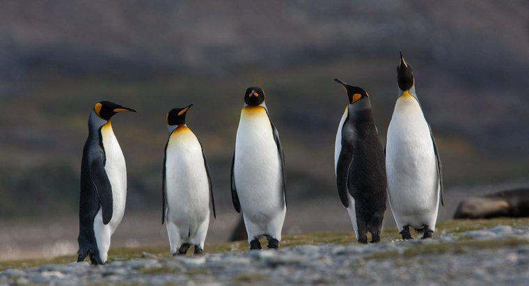 Jak przetrwać pingwiny na Antarktydzie?