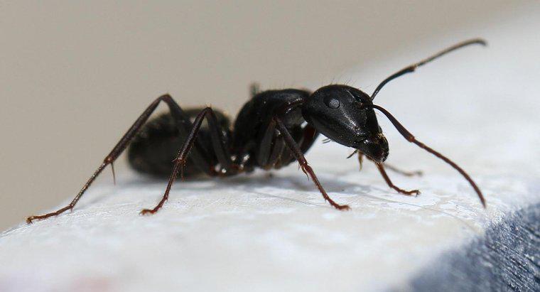 Jak eksterminujesz mrówki Carpentera?